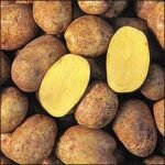 Yukon Gold Potato - Image 5