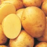 Yukon Gold Potato - Image 2