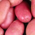 Red Potato